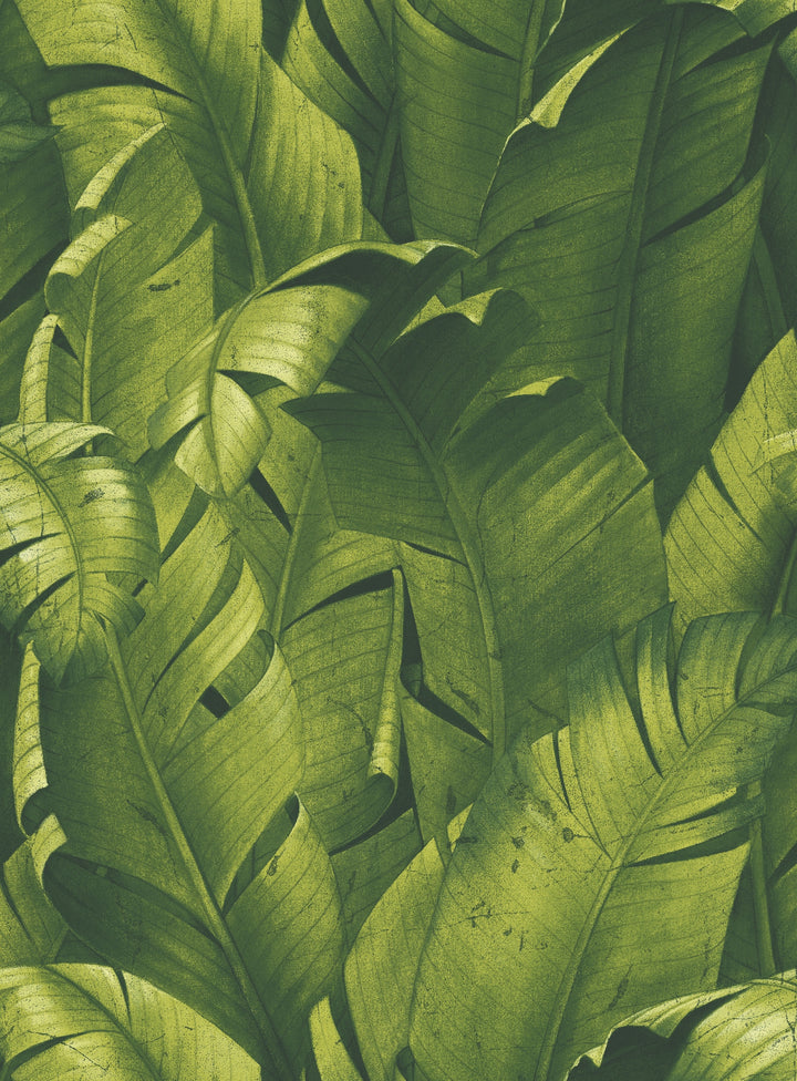 Peel & Stick Wallpapers: Tropical Banana Leaves